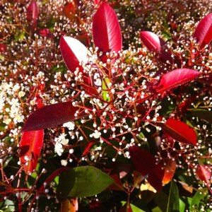 annedisaricikalim park