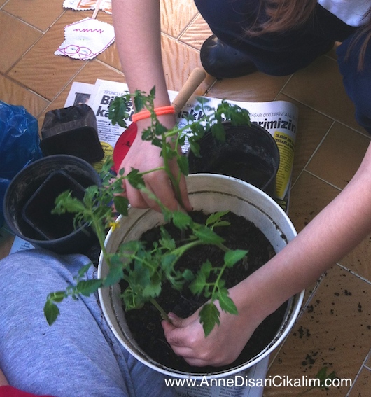 Domates fideleri3, Domates fideleri1, çocuklara etkinlik, anne disari cikalim