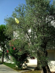 kurtarin bu ucurtmayi