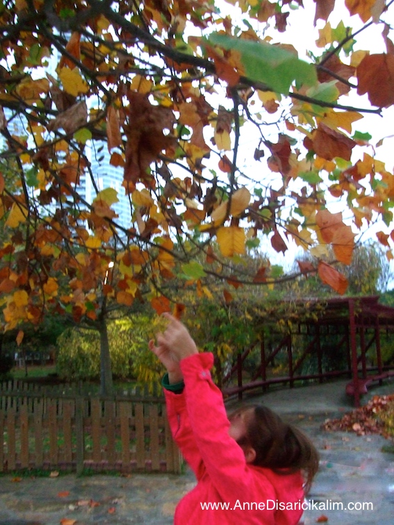 sonbahar etkinligi: sari yaprak toplama