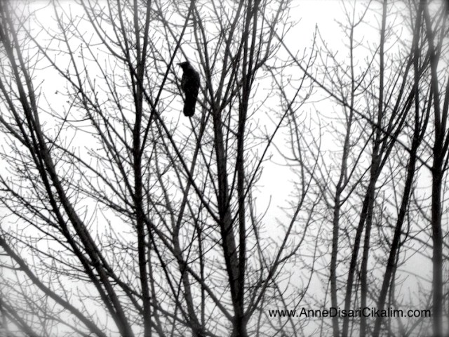 sonbaharda kargalar hala parkta