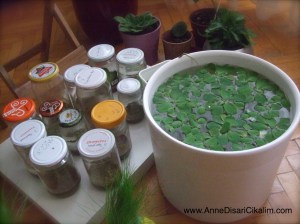 nilufer havuzu ve tohumlar