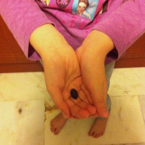 Nilufer tohumu cekirdegi elimde